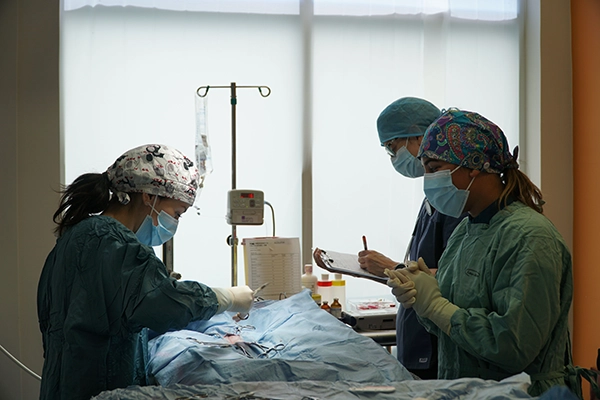 Dr. Sophie in surgery