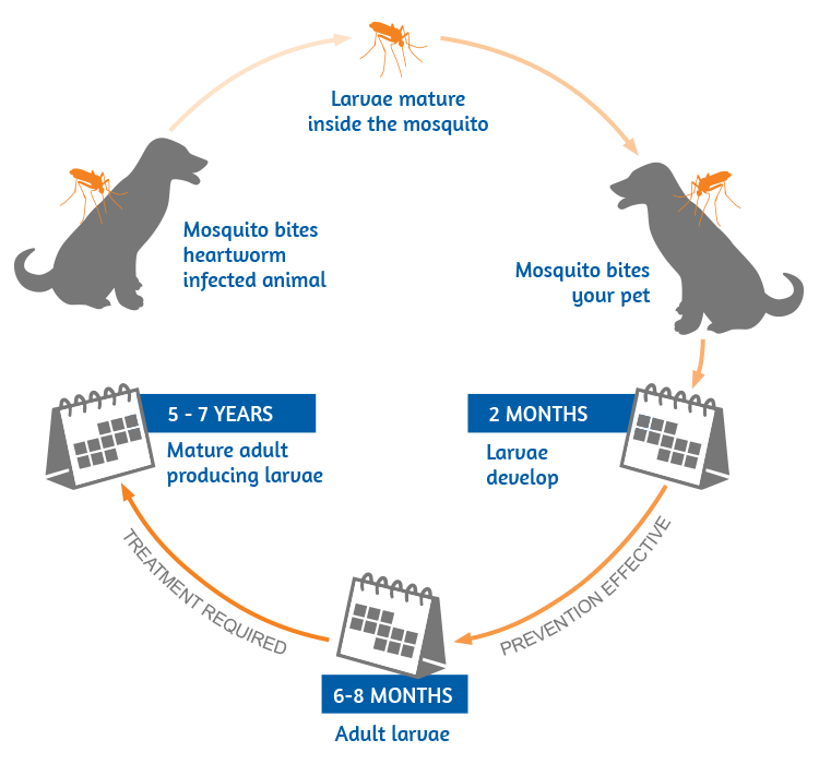Heartworm Cycle